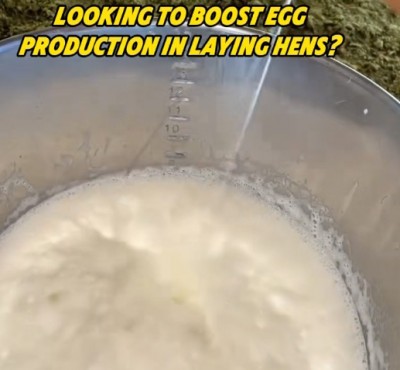 Auf der Suche nach einer Steigerung der Eierproduktion bei Hühnern?